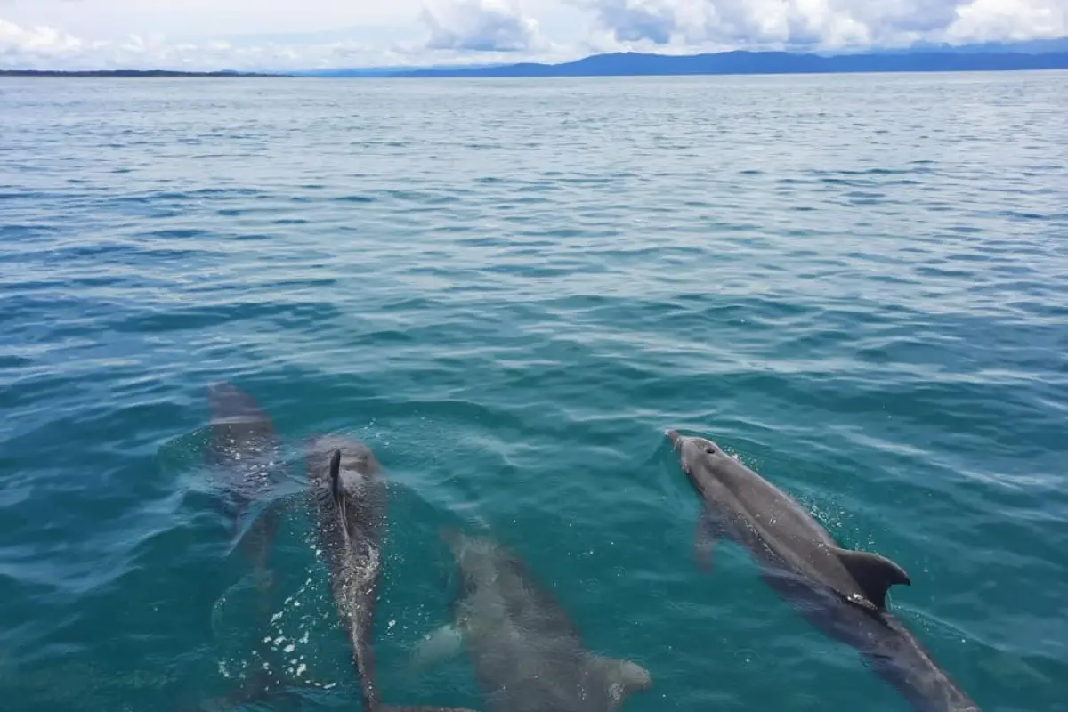 River and Dolphin Tour - Image 1