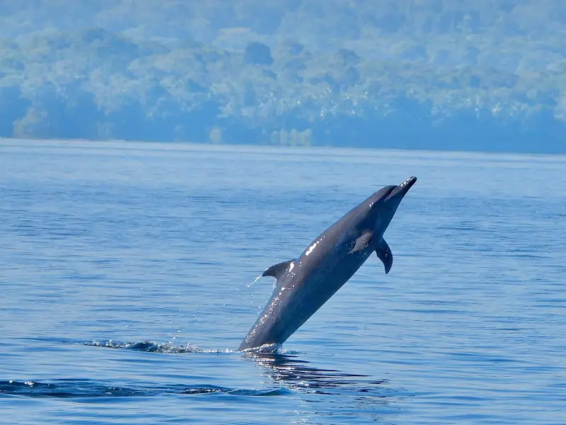 Snorkeling and dolphin watching tour in Osa Peninsula